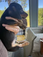 Ruger, a male Miniature Dachshund for sale in Cave Junction, OR – 3 of 6