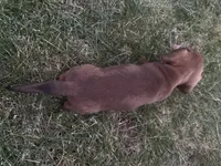 Ann, a female Miniature Dachshund for sale in Cave Junction, OR – 5 of 8