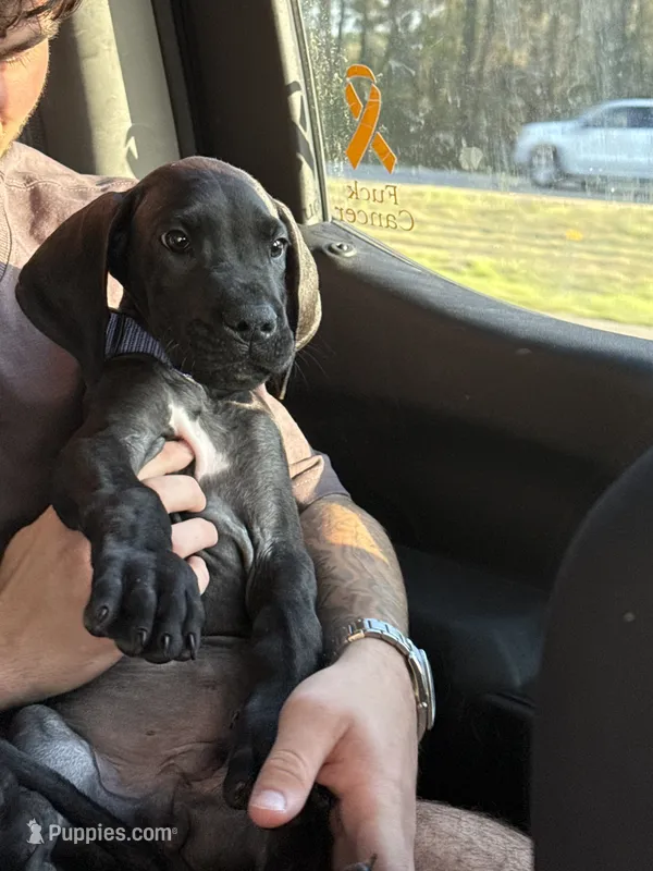 Tux  – Great Dane puppy for sale in Jacksonville, NC