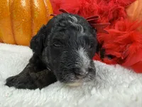Elsa's Red Boy, a female Miniature Bernedoodle for sale in Bullard, TX – 4 of 4