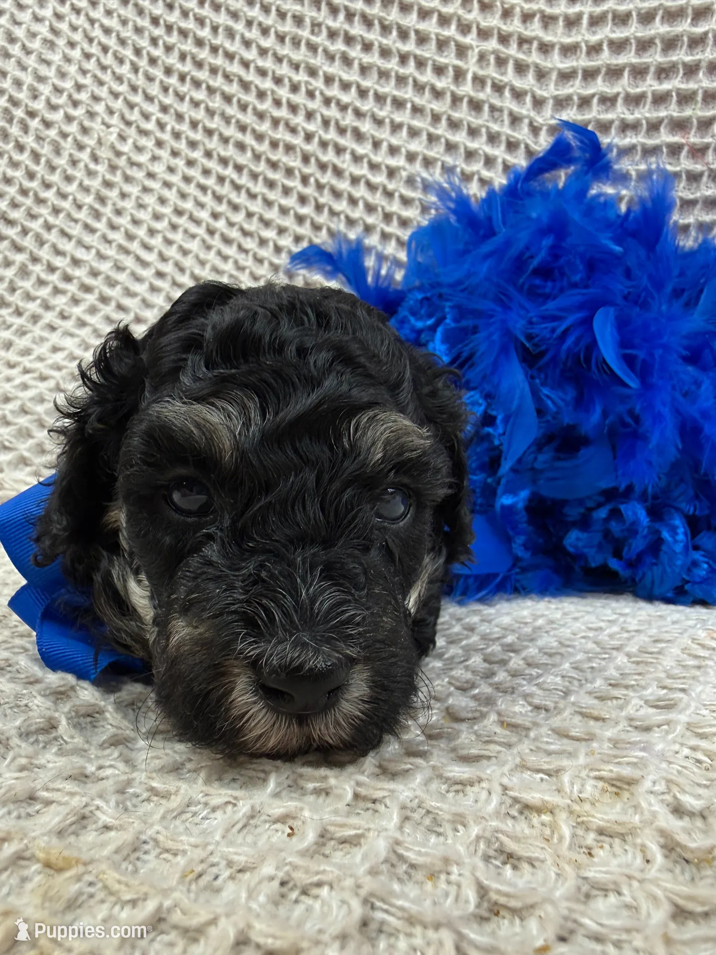 Elsa's Blue Boy, a female Miniature Bernedoodle for sale in Bullard, TX – 1 of 6