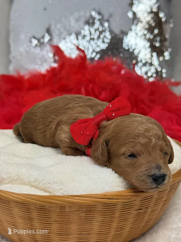 Chloe Red Boy – Maltipoo puppy for sale in Bullard, TX