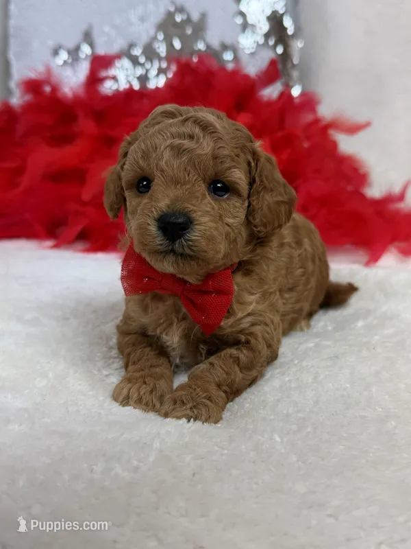 Chloe Red Boy – Maltipoo puppy for sale in Bullard, TX
