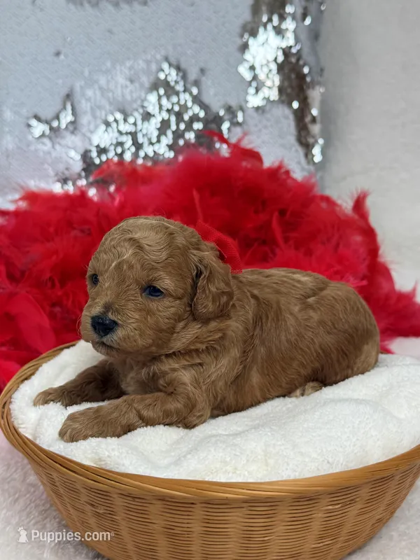 Chloe Red Boy – Maltipoo puppy for sale in Bullard, TX