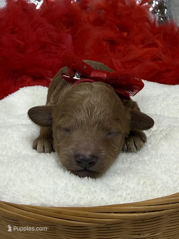 Chloe Red Boy – Maltipoo puppy for sale in Bullard, TX