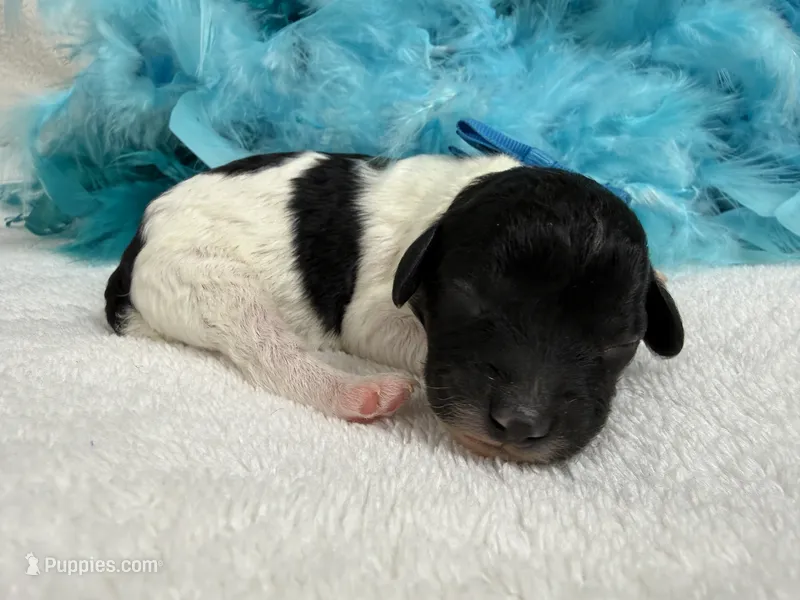 Princess's Turquoise Boy – Poodle - Toy  puppy for sale in Bullard, TX