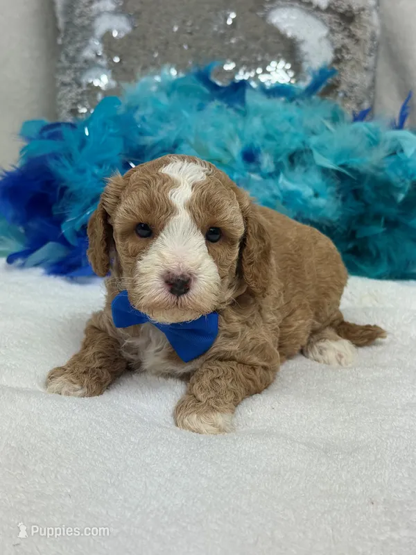 Rae Rae Blue Boy – Cavapoo puppy for sale in Bullard, TX