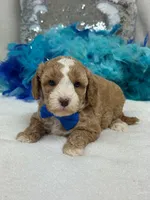 Rae Rae Blue Boy, a male Cavapoo for sale in Bullard, TX – 2 of 7