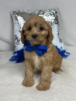 Mia's Blue Boy, a male Cavapoo for sale in Bullard, TX – 2 of 9