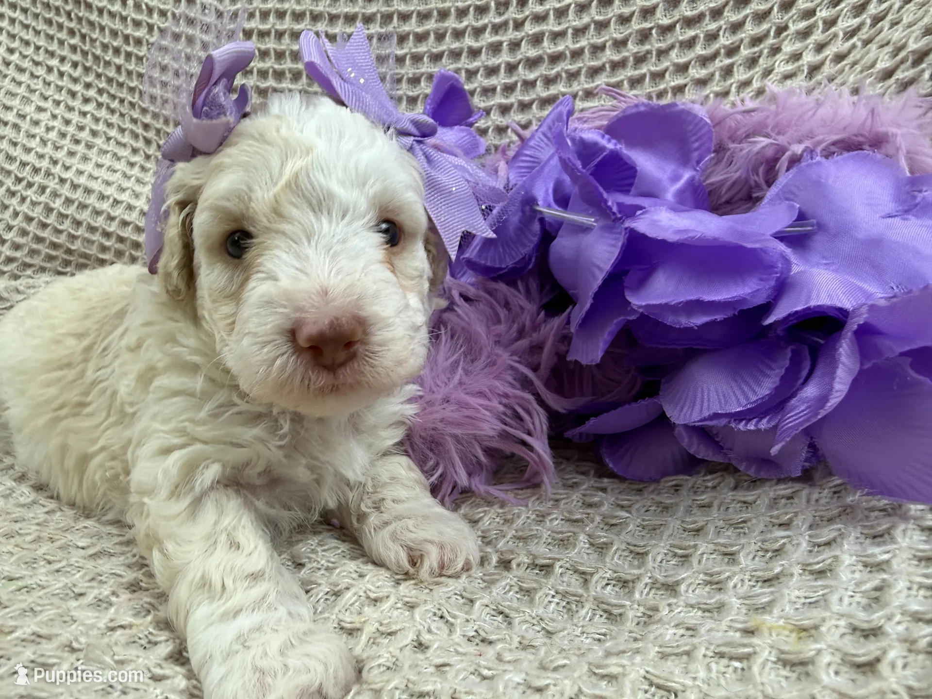 Elsa's Purple Girl, a female Miniature Bernedoodle for sale in Bullard, TX – 1 of 4