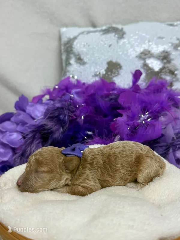 Tally's Purple Girl – Poodle - Miniature  puppy for sale in Bullard, TX