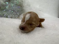 Riley's White Boy, a male Cavapoo for sale in Bullard, TX – 2 of 3