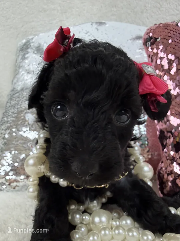 Cici's Pink Girl – Poodle - Miniature  puppy for sale in Bullard, TX