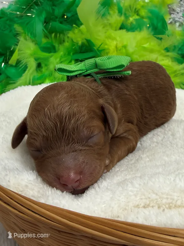 Mia's Green Girl – Cavapoo puppy for sale in Bullard, TX