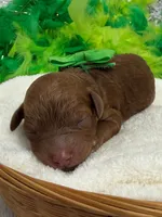 Mia's Green Girl, a female Cavapoo for sale in Bullard, TX – 1 of 1