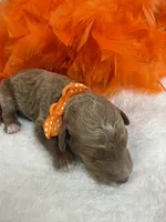 Brinley's Orange Boy, a male Miniature Goldendoodle for sale in Bullard, TX – 3 of 3