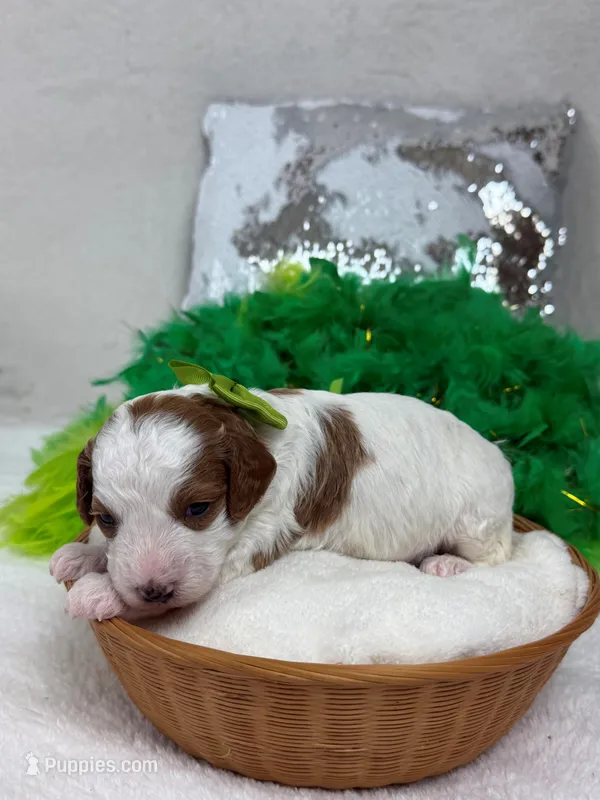 Ellie's Green Girl – Cavapoo puppy for sale in Bullard, TX