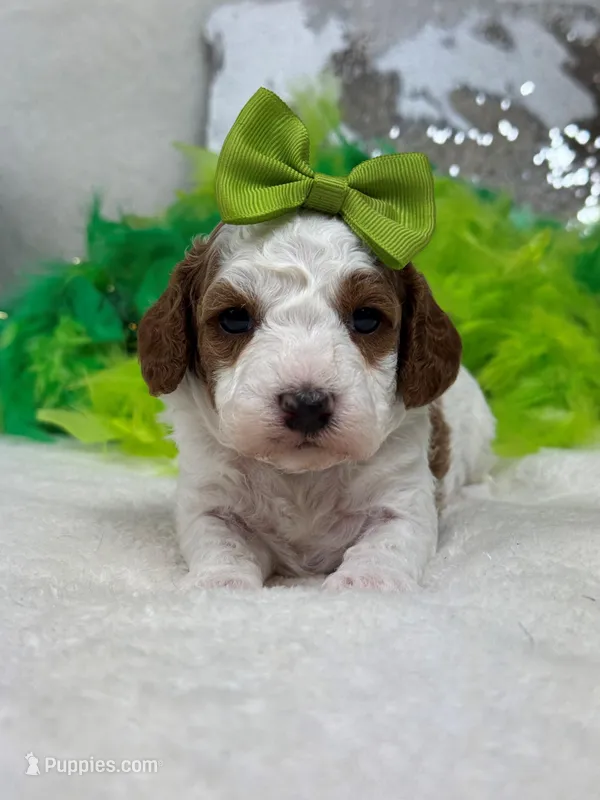 Ellie's Green Girl – Cavapoo puppy for sale in Bullard, TX