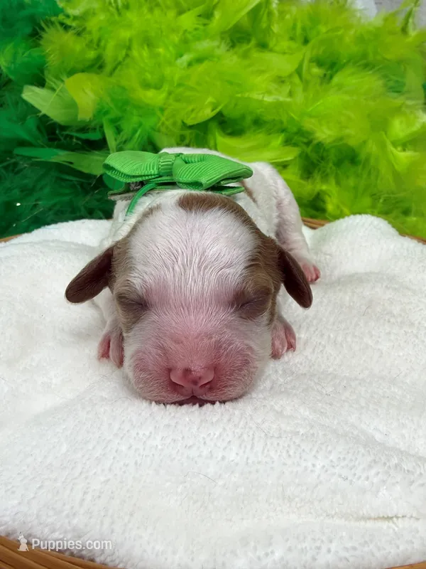 Ellie's Green Girl – Cavapoo puppy for sale in Bullard, TX