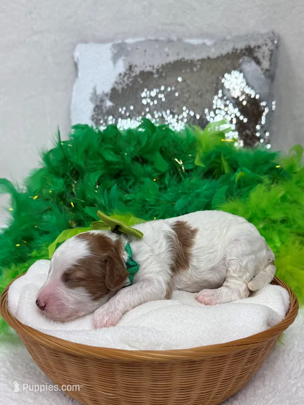 Ellie's Green Girl – Cavapoo puppy for sale in Bullard, TX