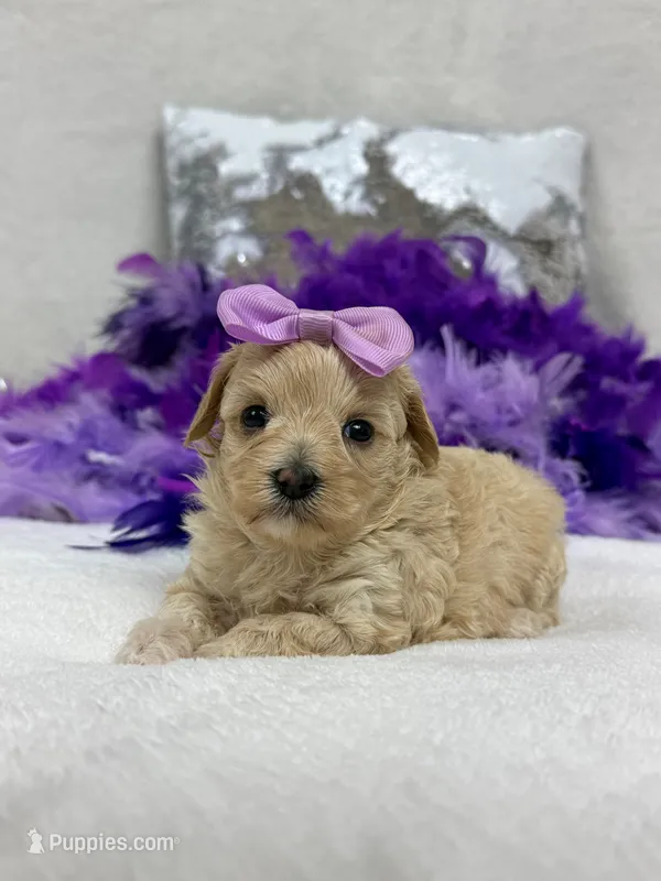 Daisy's Purple Girl – Maltipoo puppy for sale in Bullard, TX