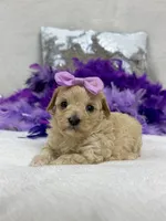 Daisy's Purple Girl, a female Maltipoo for sale in Bullard, TX – 3 of 5