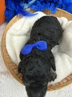Elsa's Blue Boy, a female Miniature Bernedoodle for sale in Bullard, TX – 4 of 6