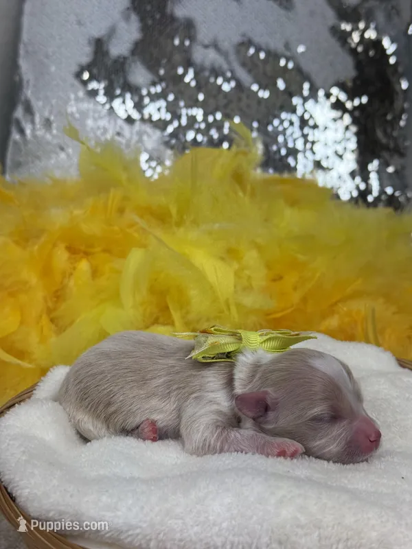 Willow's Yellow Boy – Maltipoo puppy for sale in Bullard, TX