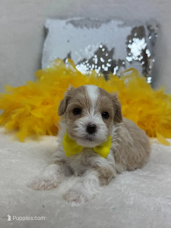 Willow's Yellow Boy – Maltipoo puppy for sale in Bullard, TX