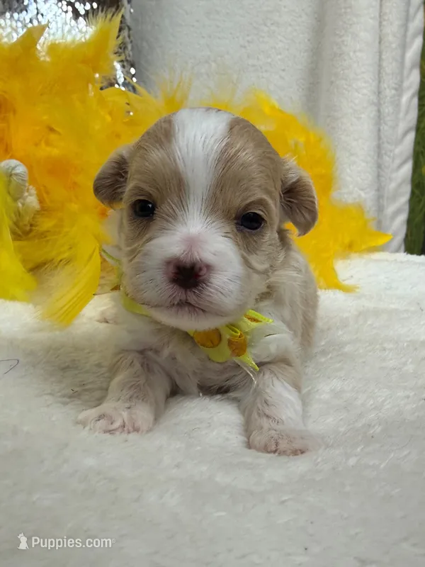 Willow's Yellow Boy – Maltipoo puppy for sale in Bullard, TX