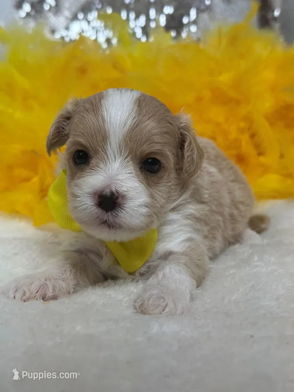 Willow's Yellow Boy – Maltipoo puppy for sale in Bullard, TX