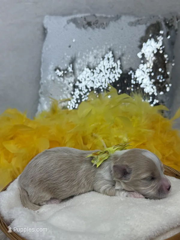 Willow's Yellow Boy – Maltipoo puppy for sale in Bullard, TX