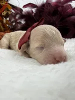 Aspen's Maroon Girl, a female Miniature Bernedoodle for sale in Bullard, TX – 3 of 3