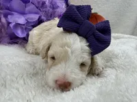 Elsa's Purple Girl, a female Miniature Bernedoodle for sale in Bullard, TX – 4 of 4