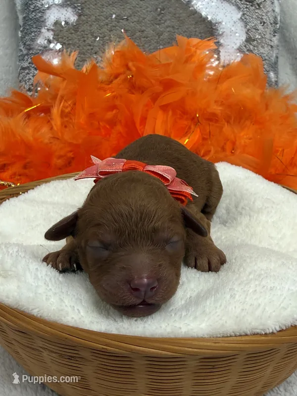 Mia's Orange Girl – Cavapoo puppy for sale in Bullard, TX