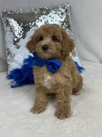 Cici's Blue Boy, a male Poodle - Miniature  for sale in Bullard, TX – 1 of 6