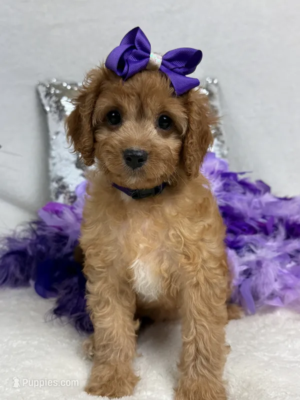 Mia's Purple Girl – Cavapoo puppy for sale in Bullard, TX