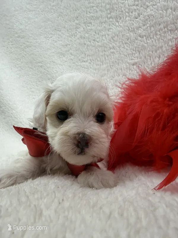 Lulu's Red Boy, a male Maltipoo for sale in Bullard, TX – 1 of 1