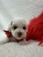 Lulu's Red Boy, a male Maltipoo for sale in Bullard, TX – 1 of 1