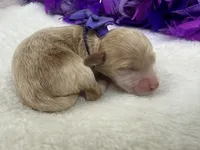 Kylie's Purple Girl, a female Cockapoo for sale in Bullard, TX – 2 of 2