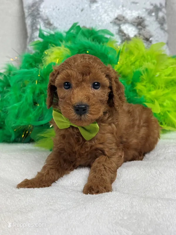Scarlett's Green Boy – Poodle - Miniature  puppy for sale in Bullard, TX