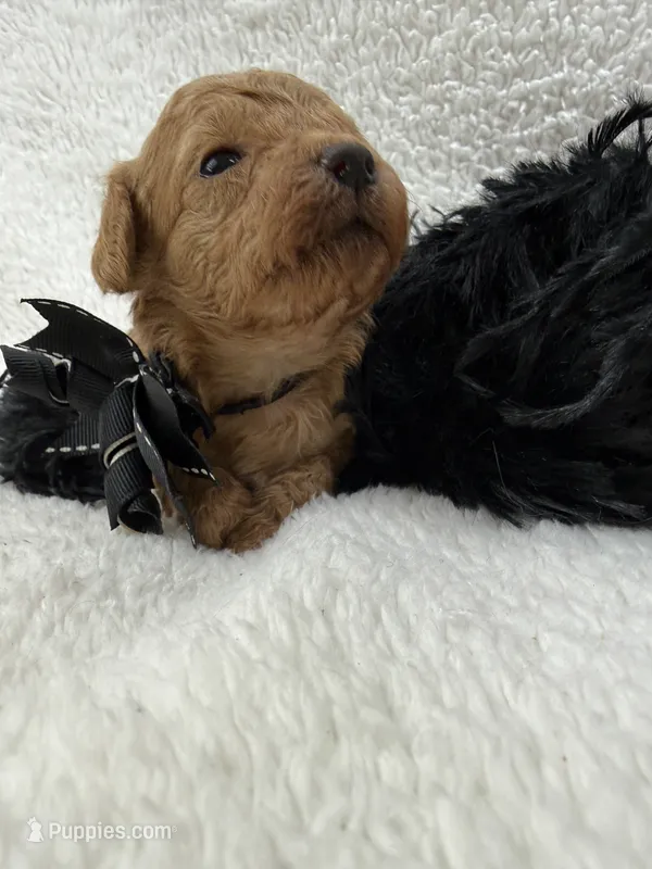 Chloe's Black Boy – Maltipoo puppy for sale in Bullard, TX
