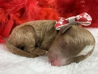 Tilly's Yellow Boy, a male Poodle - Miniature  for sale in Bullard, TX – 2 of 3