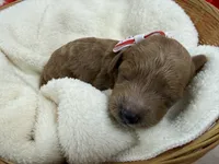 Brinley's Red Boy, a male Miniature Goldendoodle for sale in Bullard, TX – 3 of 3