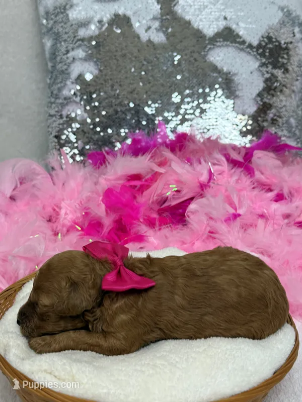Scarlett's Pink Girl – Poodle - Miniature  puppy for sale in Bullard, TX