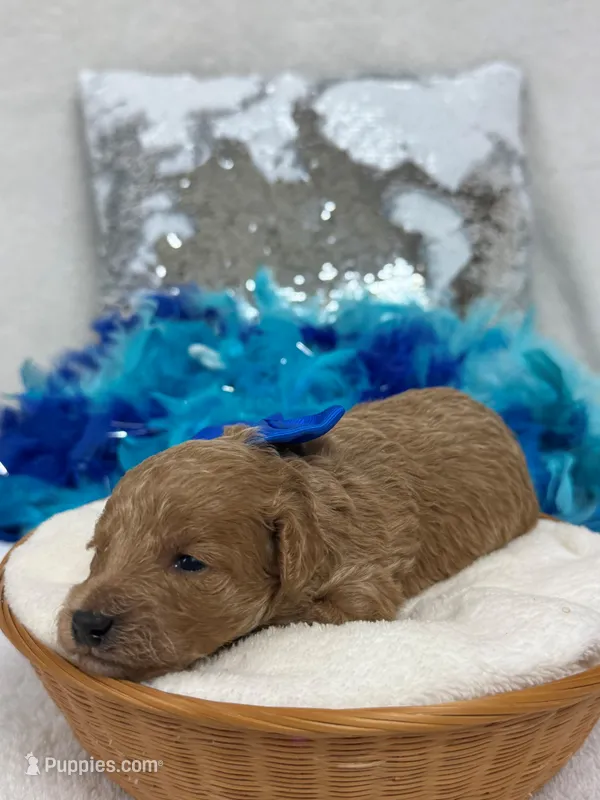 Cici's Blue Boy – Poodle - Miniature  puppy for sale in Bullard, TX