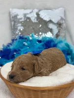 Cici's Blue Boy, a male Poodle - Miniature  for sale in Bullard, TX – 5 of 6