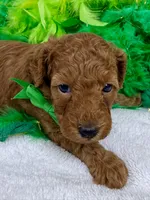 Scarlett's Green Boy, a male Poodle - Miniature  for sale in Bullard, TX – 7 of 7