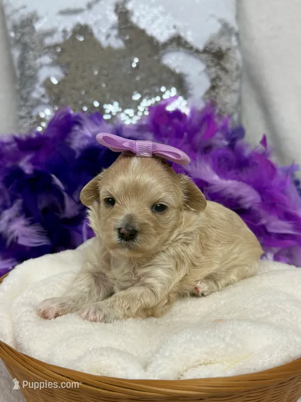 Daisy's Purple Girl – Maltipoo puppy for sale in Bullard, TX