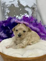 Daisy's Purple Girl, a female Maltipoo for sale in Bullard, TX – 1 of 1